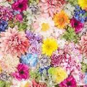 ヒメ日記 2025/12/22 21:30 投稿 春田和佳奈 五十路マダム富山店(カサブランカグループ)