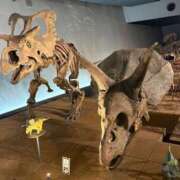 ヒメ日記 2025/06/05 19:09 投稿 まお One More奥様　八王子店