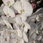 ヒメ日記 2025/09/28 13:06 投稿 尾崎 熟女待機所 厚木店