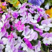 ヒメ日記 2025/10/05 19:06 投稿 尾崎 熟女待機所 厚木店