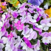 ヒメ日記 2026/02/15 19:05 投稿 尾崎 熟女待機所 厚木店