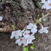 ヒメ日記 2026/03/29 16:06 投稿 尾崎 熟女待機所 厚木店