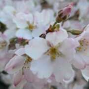 ヒメ日記 2026/03/29 21:06 投稿 尾崎 熟女待機所 厚木店