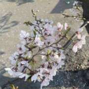 ヒメ日記 2026/03/29 20:52 投稿 くみ★ レースクィーン