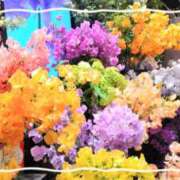 ヒメ日記 2025/01/26 14:11 投稿 まき レースクィーン