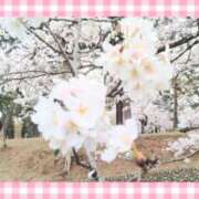 ヒメ日記 2025/04/04 13:09 投稿 まき レースクィーン