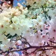 ヒメ日記 2025/04/11 12:43 投稿 まき レースクィーン