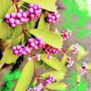 まき ぎゃーー！！ レースクィーン