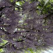 ヒメ日記 2025/04/25 12:12 投稿 おりひめ★ レースクィーン