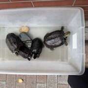 ヒメ日記 2025/05/22 10:19 投稿 おりひめ★ レースクィーン