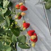 ヒメ日記 2025/05/26 08:41 投稿 おりひめ★ レースクィーン