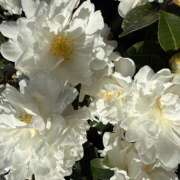 ヒメ日記 2025/12/04 18:16 投稿 おりひめ★ レースクィーン