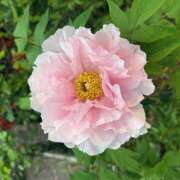 ヒメ日記 2026/04/15 09:20 投稿 おりひめ★ レースクィーン