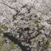 ヒメ日記 2026/04/08 13:28 投稿 みに 熟女家 十三店