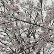 ヒメ日記 2026/04/10 12:41 投稿 みに 熟女家 十三店