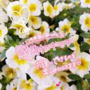 ヒメ日記 2025/04/05 08:47 投稿 さよこ ゴールド 愛ロマンス