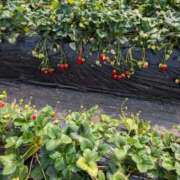 さよこ ゴールド お知らせです🍀 愛ロマンス