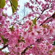 ヒメ日記 2025/03/30 06:56 投稿 みおん ハピネス東京 吉原店