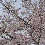 ヒメ日記 2026/03/30 13:58 投稿 城ケ崎　れい エテルナ京都