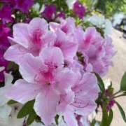 ヒメ日記 2025/04/28 20:21 投稿 あみの 京都BOOK MARK（ブックマーク）