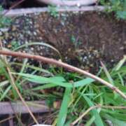 ヒメ日記 2026/02/03 15:13 投稿 ともみ 台北(たいぺい）