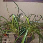 ともみ 念願がかないました🎶 台北(たいぺい）