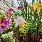 ともみ 色とりどりNo.1はだ〜れ😉 台北(たいぺい）