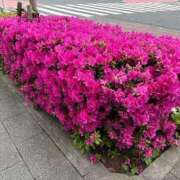 北野さおり こんにちは。 若奥サマンサ（横浜ハレ系）