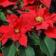 ヒメ日記 2024/12/08 16:46 投稿 美夏（ミカ） アバンチュール(五反田)