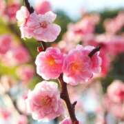 ヒメ日記 2025/02/19 13:31 投稿 美夏（ミカ） アバンチュール(五反田)