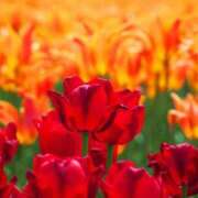 ヒメ日記 2025/03/18 13:31 投稿 美夏（ミカ） アバンチュール(五反田)