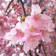 ヒメ日記 2025/03/23 13:31 投稿 美夏（ミカ） アバンチュール(五反田)