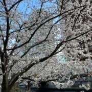 ヒメ日記 2025/04/15 13:31 投稿 美夏（ミカ） アバンチュール(五反田)