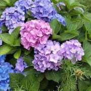 ヒメ日記 2025/07/25 13:31 投稿 美夏（ミカ） アバンチュール(五反田)