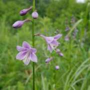 ヒメ日記 2025/08/30 13:46 投稿 美夏（ミカ） アバンチュール(五反田)