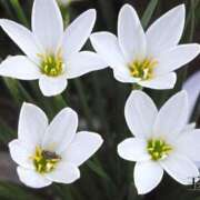 ヒメ日記 2025/10/13 13:31 投稿 美夏（ミカ） アバンチュール(五反田)