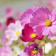 ヒメ日記 2025/10/17 09:16 投稿 美夏（ミカ） アバンチュール(五反田)