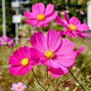 ヒメ日記 2025/10/29 12:16 投稿 美夏（ミカ） アバンチュール(五反田)