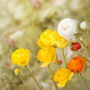 ヒメ日記 2025/11/11 15:16 投稿 美夏（ミカ） アバンチュール(五反田)