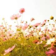 ヒメ日記 2025/11/25 13:16 投稿 美夏（ミカ） アバンチュール(五反田)