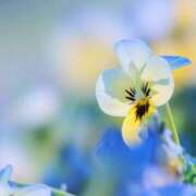 ヒメ日記 2025/12/01 15:31 投稿 美夏（ミカ） アバンチュール(五反田)