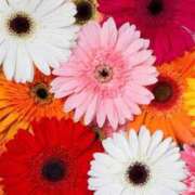 ヒメ日記 2025/12/26 13:31 投稿 美夏（ミカ） アバンチュール(五反田)