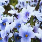 ヒメ日記 2026/01/20 13:46 投稿 美夏（ミカ） アバンチュール(五反田)