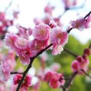 ヒメ日記 2026/03/03 14:01 投稿 美夏（ミカ） アバンチュール(五反田)