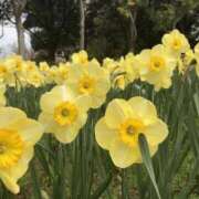 ヒメ日記 2026/03/24 15:31 投稿 美夏（ミカ） アバンチュール(五反田)