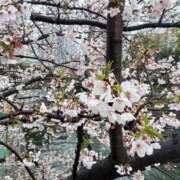 ヒメ日記 2026/04/01 13:16 投稿 美夏（ミカ） アバンチュール(五反田)