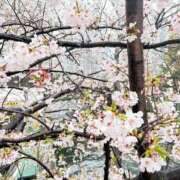 ヒメ日記 2026/04/01 23:31 投稿 美夏（ミカ） アバンチュール(五反田)