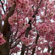 ヒメ日記 2026/05/03 13:31 投稿 美夏（ミカ） アバンチュール(五反田)