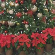 ヒメ日記 2024/12/19 13:01 投稿 美優（ミユ） アバンチュール(五反田)