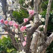 ヒメ日記 2025/03/17 13:01 投稿 千尋（チヒロ） アバンチュール(五反田)